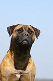 BULLMASTIFF 480